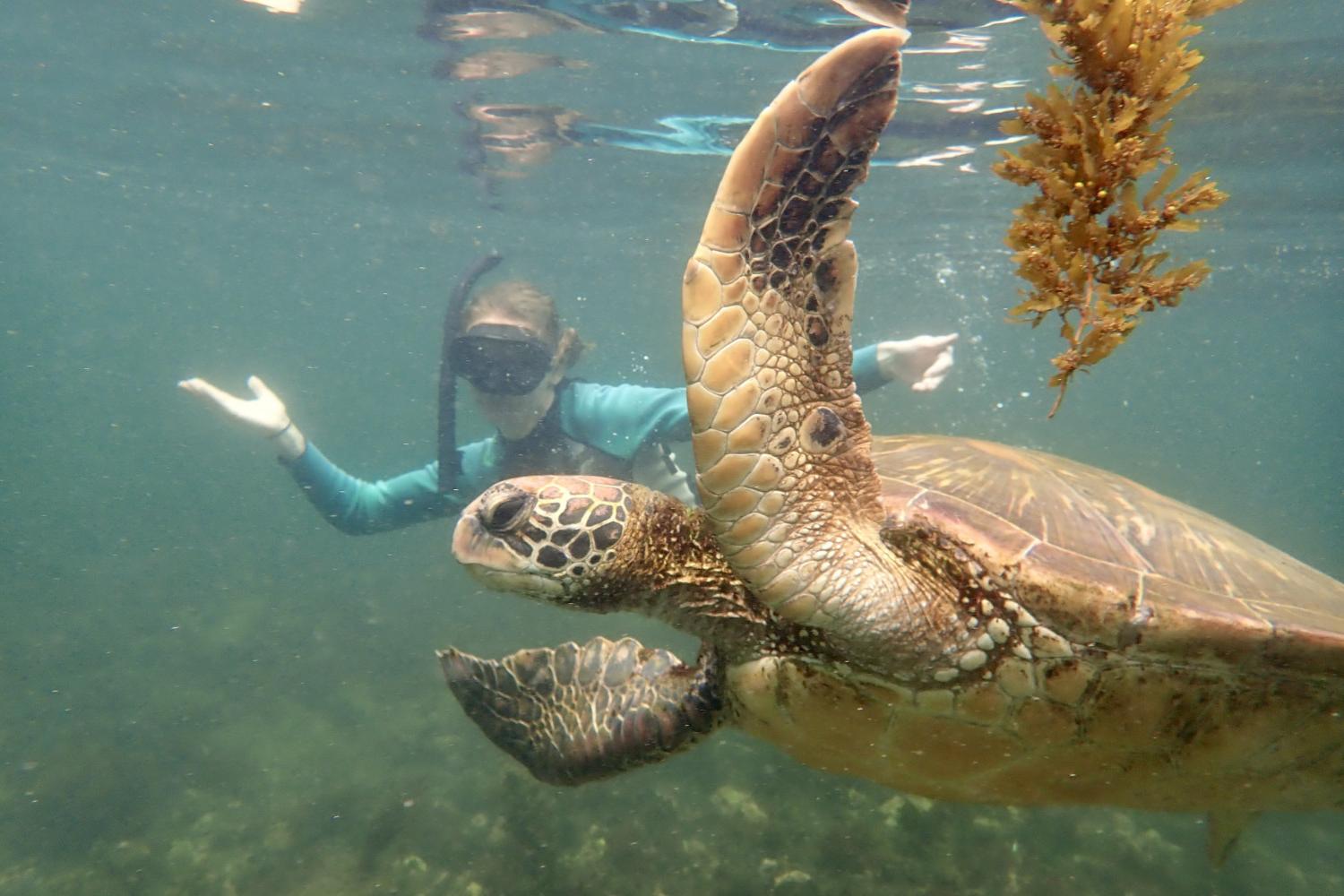 一名<a href='http://srpm.ngskmc-eis.net'>全球十大赌钱排行app</a>学生在Galápagos群岛游学途中与一只巨龟游泳.
